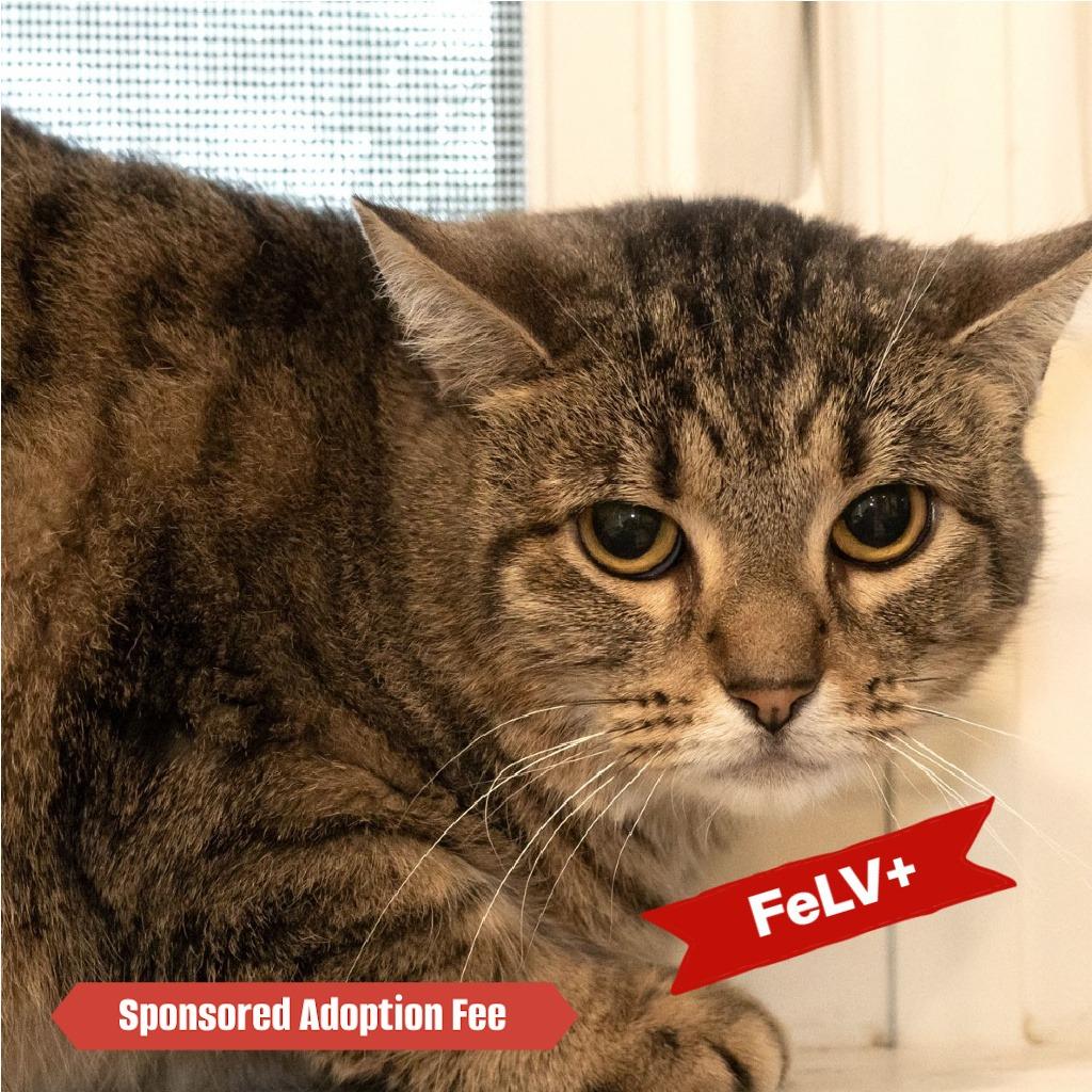 Bella, Adoptable, Adult Female Domestic Short Hair.