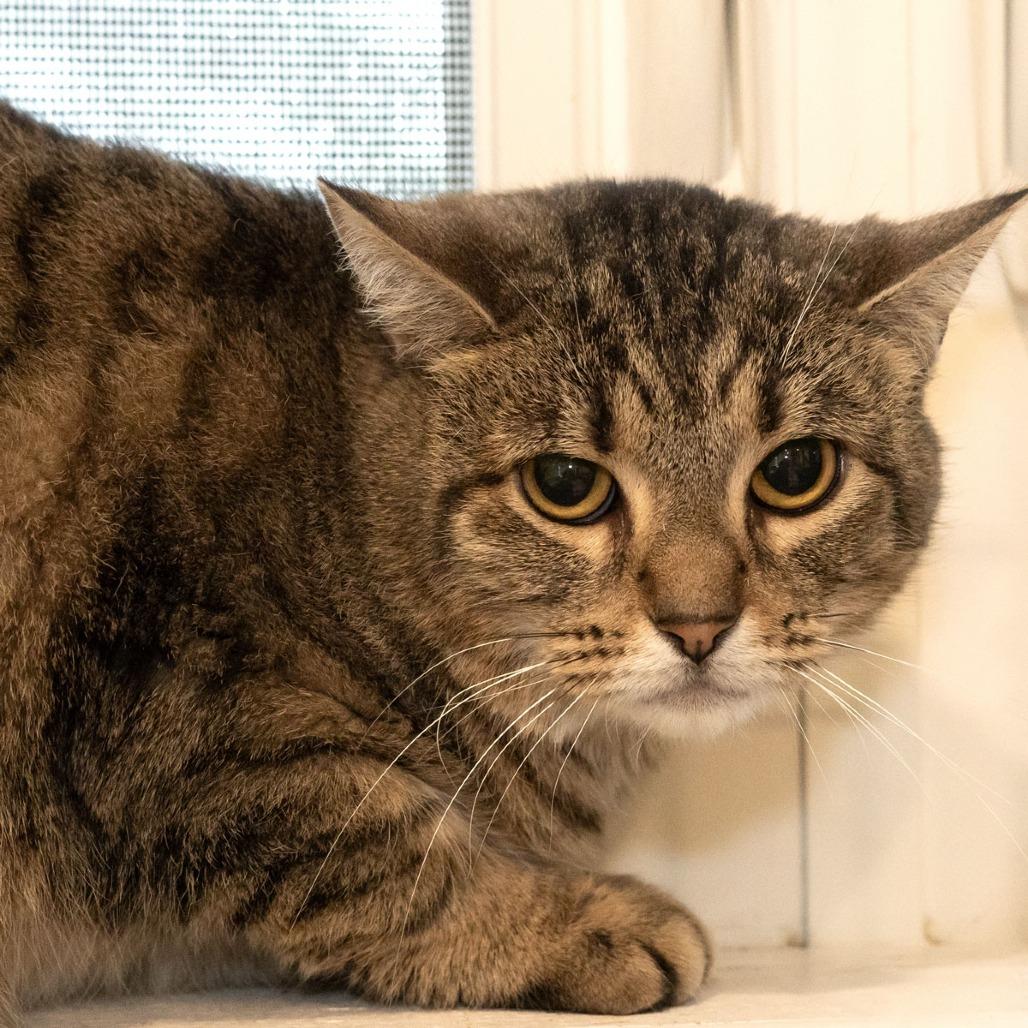 Enlarge Bella, a Adoptable Domestic Short Hair in McKean, PA image 2/4
