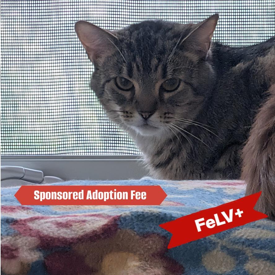 Enlarge Bella, a Adoptable Domestic Short Hair in McKean, PA image 3/4