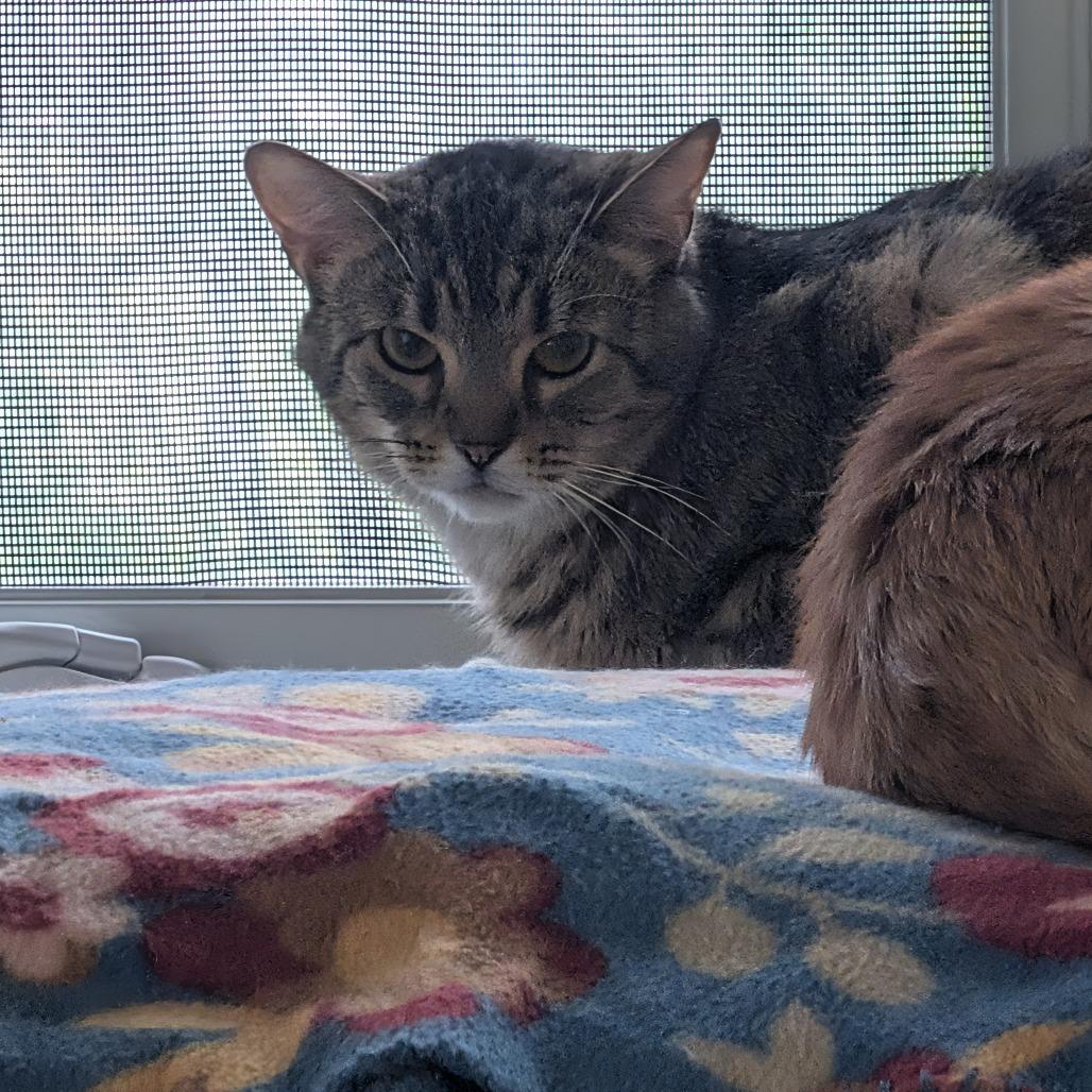 Enlarge Bella, a Adoptable Domestic Short Hair in McKean, PA image 4/4
