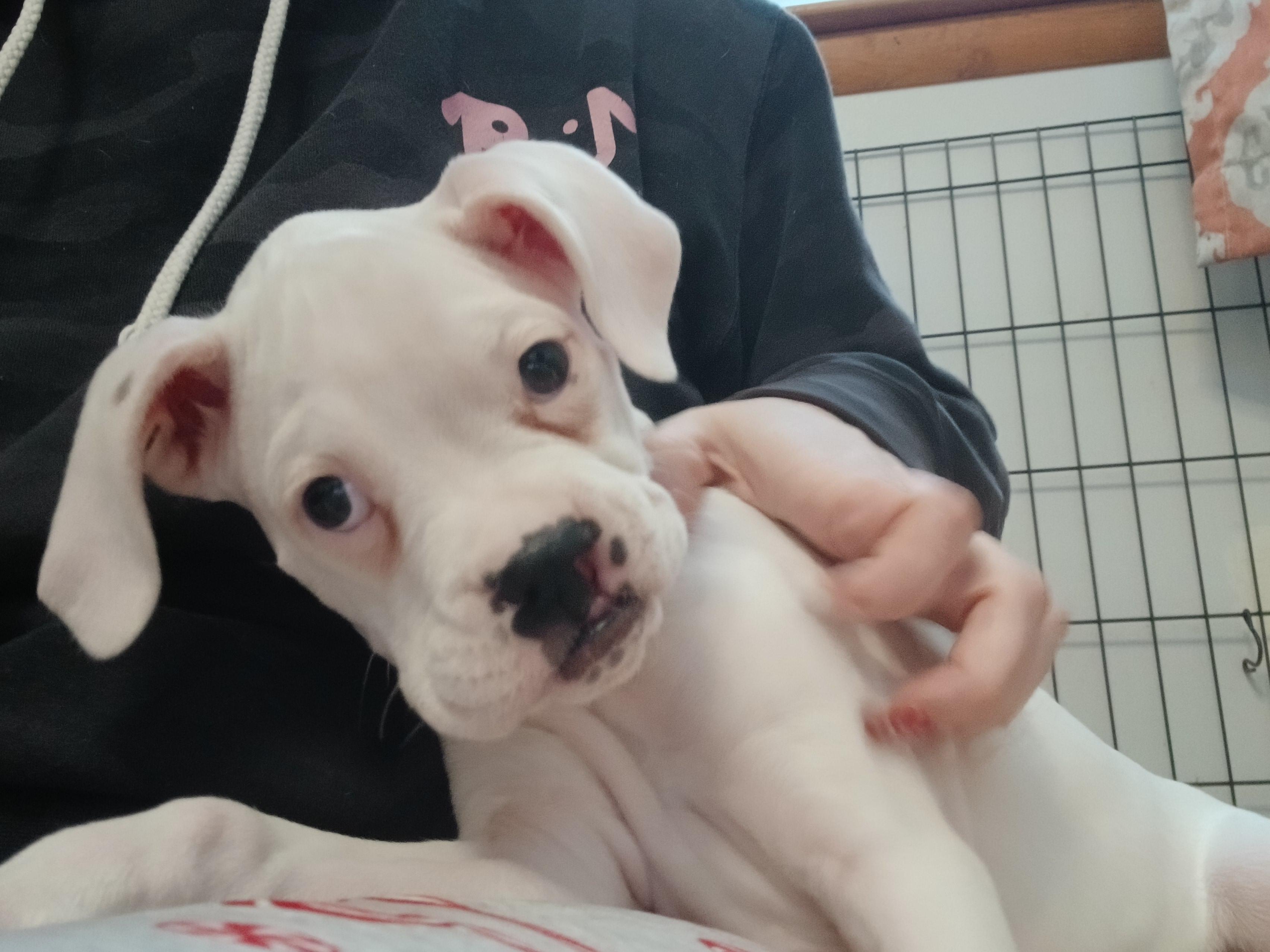 Miss Piggy, ADOPTABLE, Puppy Female Boxer.