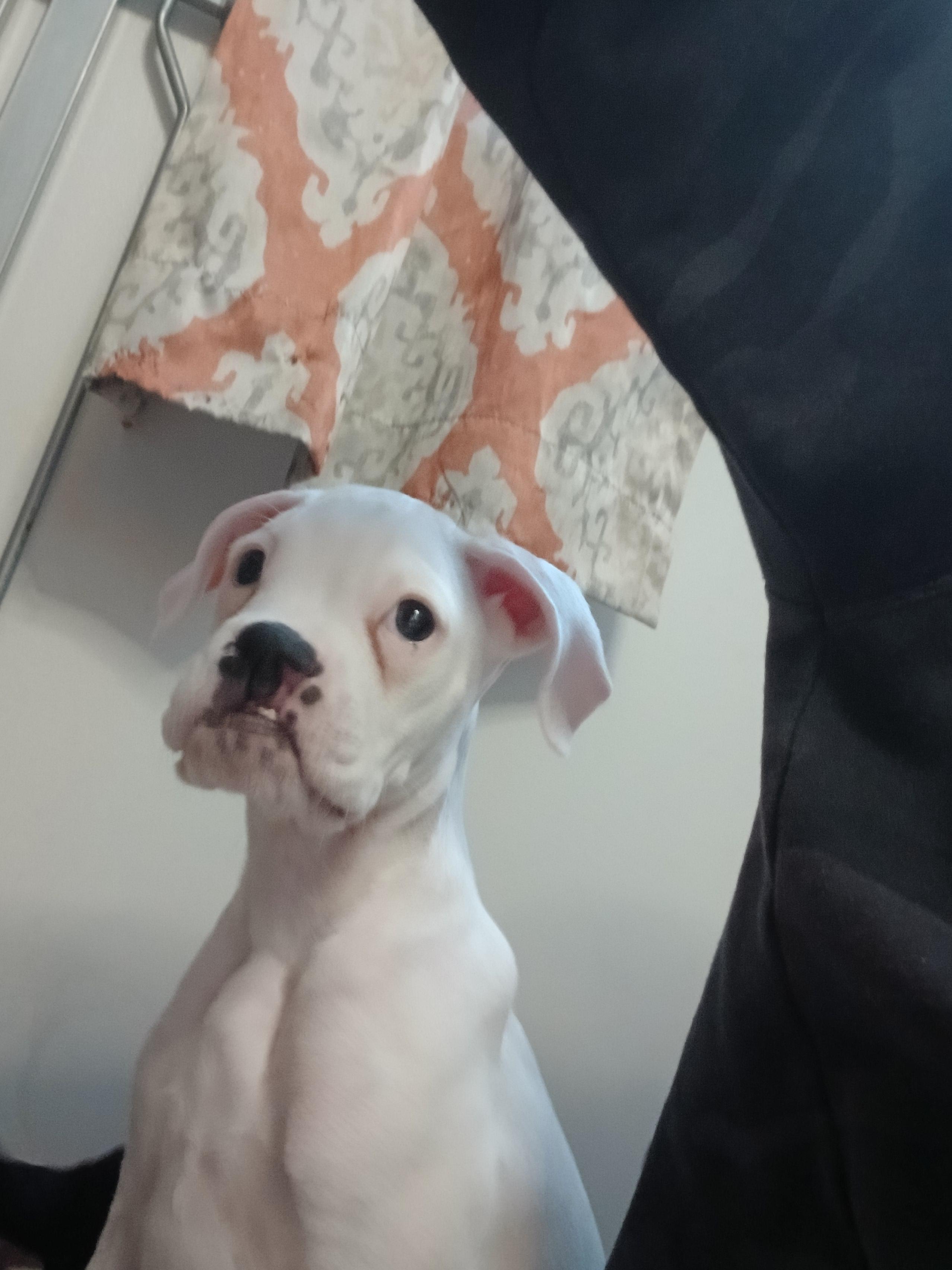 Enlarge Miss Piggy, an adopted Boxer in Elyria, OH image 2/3