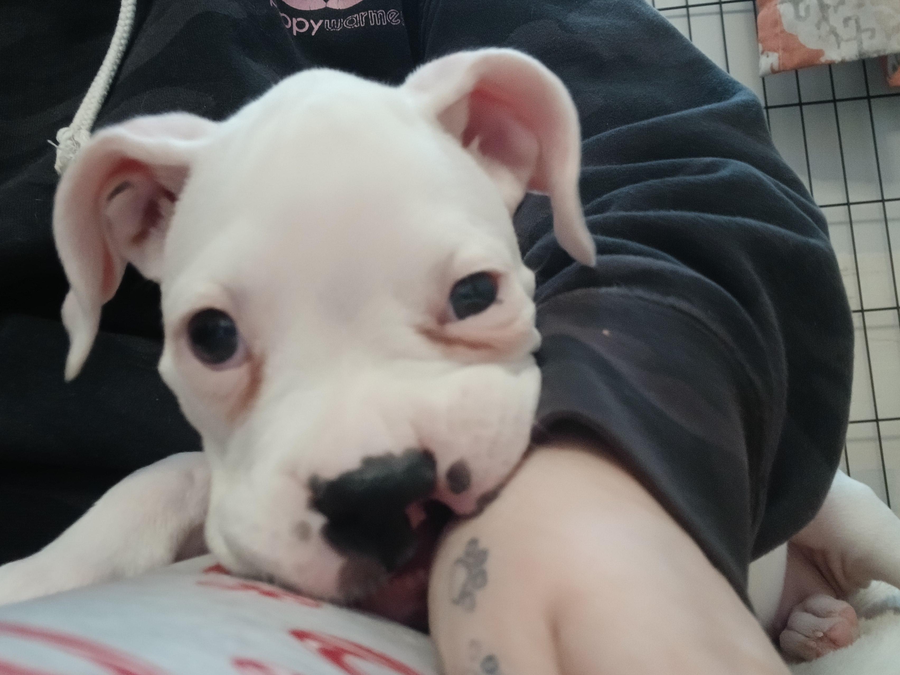 Enlarge Miss Piggy, an adopted Boxer in Elyria, OH image 3/3