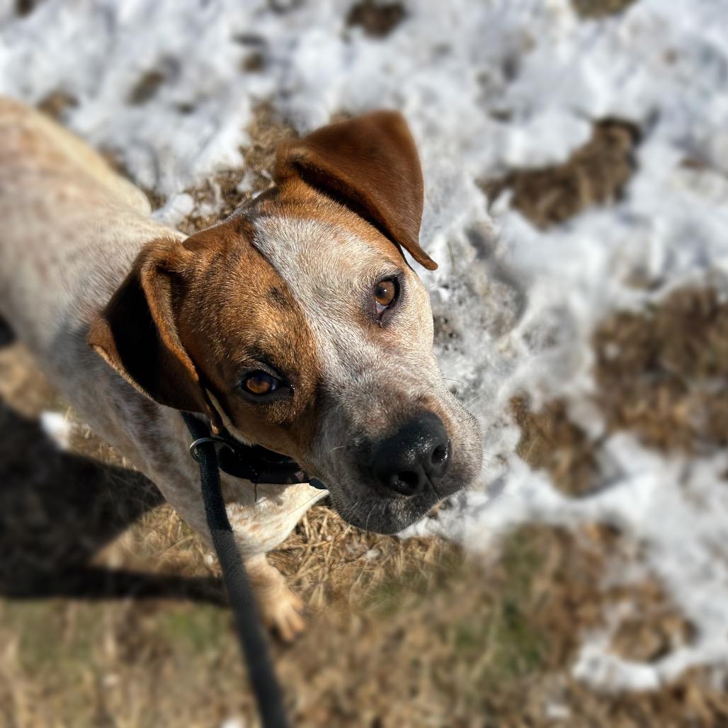 Buggie, Adoptable, Adult Male Hound.