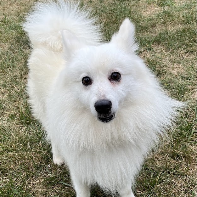 McJagger    In Prison training program, an adoptable Samoyed in West Jefferson, OH, 43162 | Photo Image 2