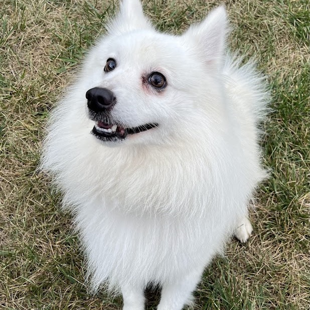 McJagger    In Prison training program, an adoptable Samoyed in West Jefferson, OH, 43162 | Photo Image 3