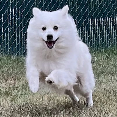 McJagger    In Prison training program, an adoptable Samoyed in West Jefferson, OH, 43162 | Photo Image 4