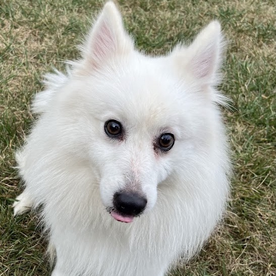 McJagger    In Prison training program, an adoptable Samoyed in West Jefferson, OH, 43162 | Photo Image 5