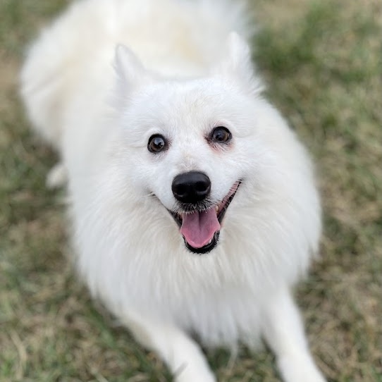 McJagger    In Prison training program, an adoptable Samoyed in West Jefferson, OH, 43162 | Photo Image 1