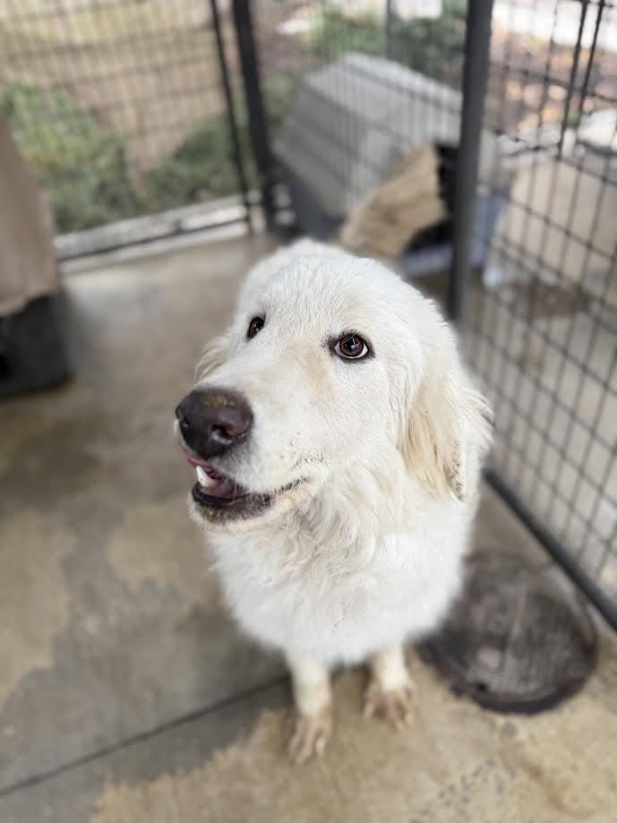 Enlarge Dash, a ADOPTABLE Great Pyrenees in Oakdale, CA image 1/1