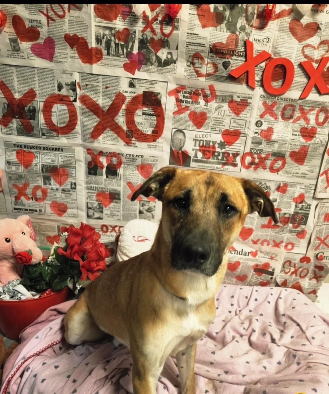 Ringo, ADOPTABLE, Adult Male Mountain Cur.