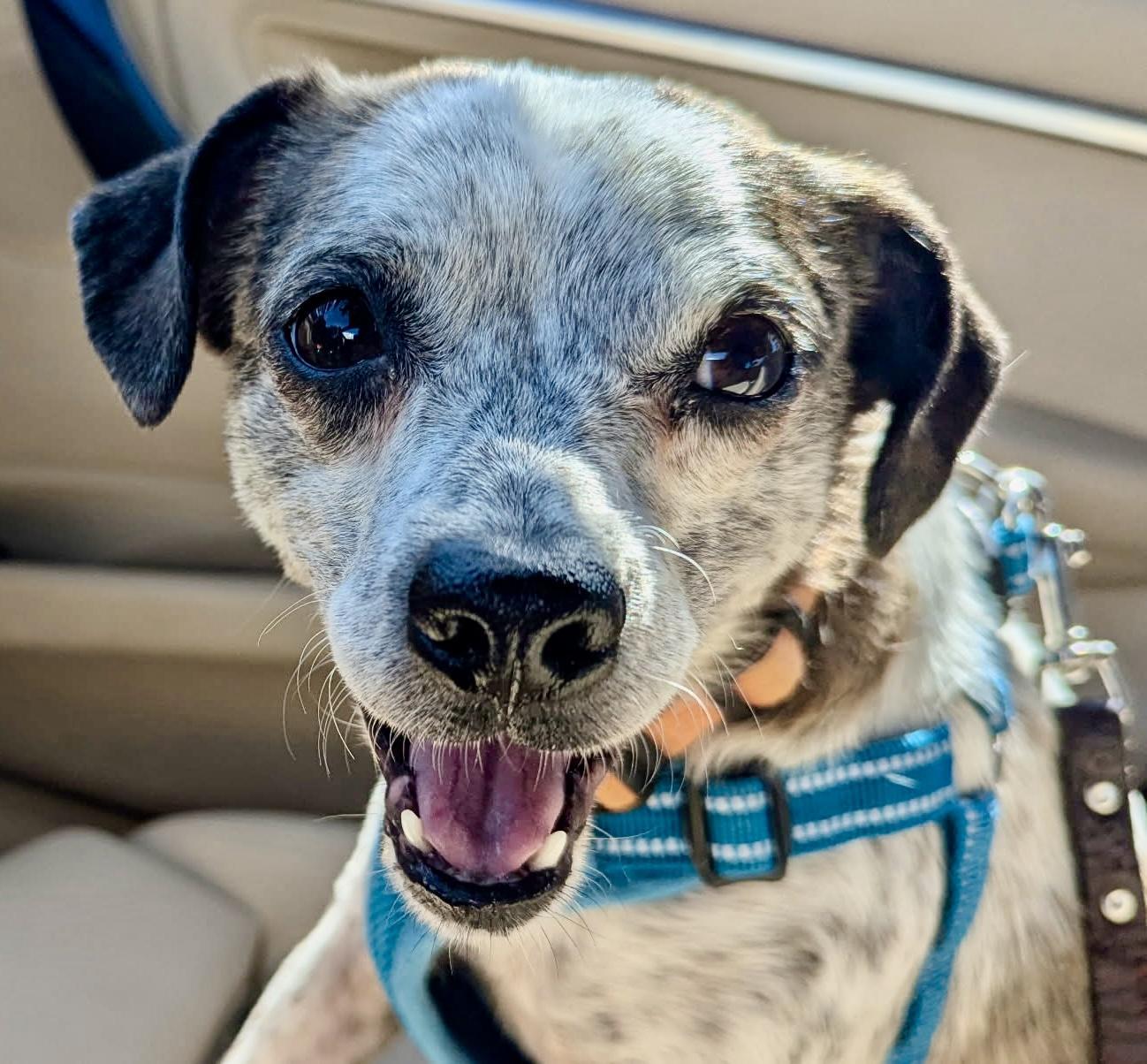 Enlarge MOOMOO, a ADOPTABLE mixed breed in San Jose, CA image 1/2