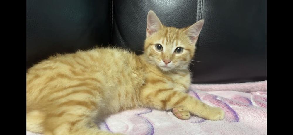 Enlarge Finley, a Adoptable mixed breed in Harpers Ferry, WV image 1/2