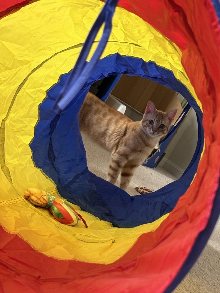 Enlarge Finley, a Adoptable mixed breed in Harpers Ferry, WV image 2/2