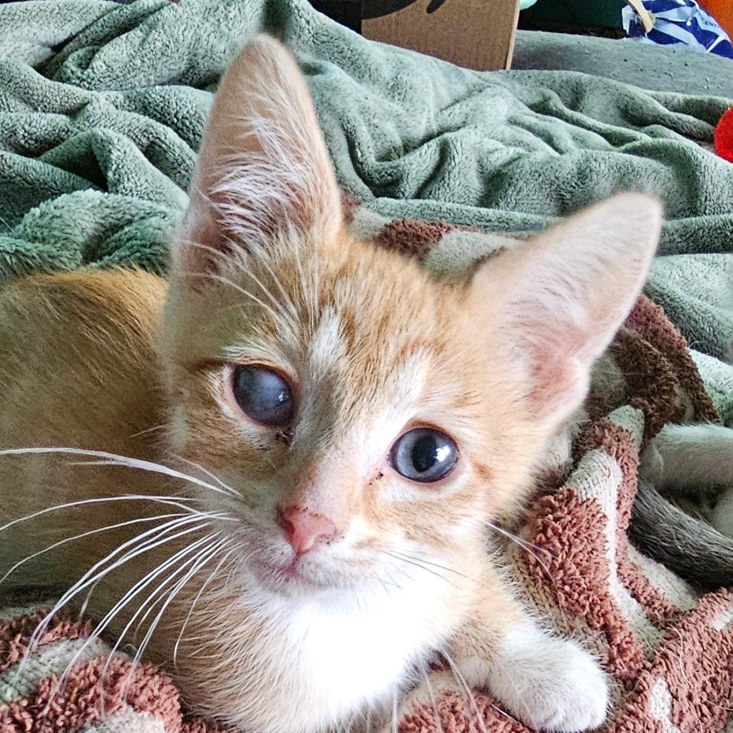 Mandarin, Adoptable, Kitten Male Domestic Short Hair.