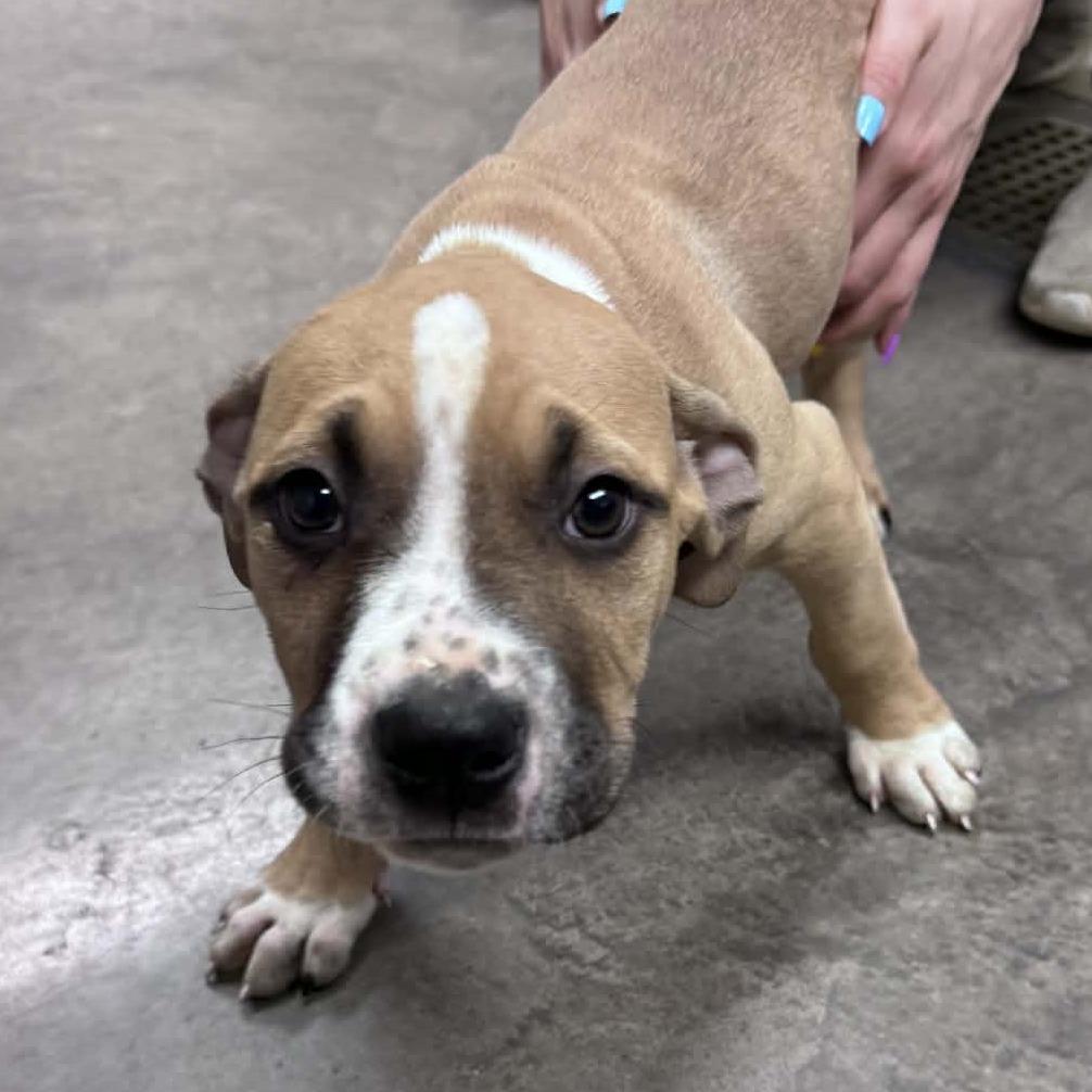 Christopher Robin, Adoptable, Puppy Male Cane Corso & Mixed Breed.