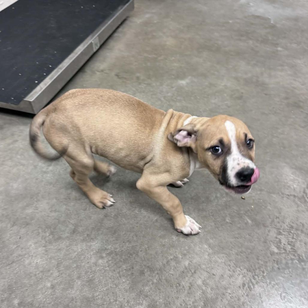 Enlarge Christopher Robin, a Adoptable mixed breed in Manhattan, KS image 2/3