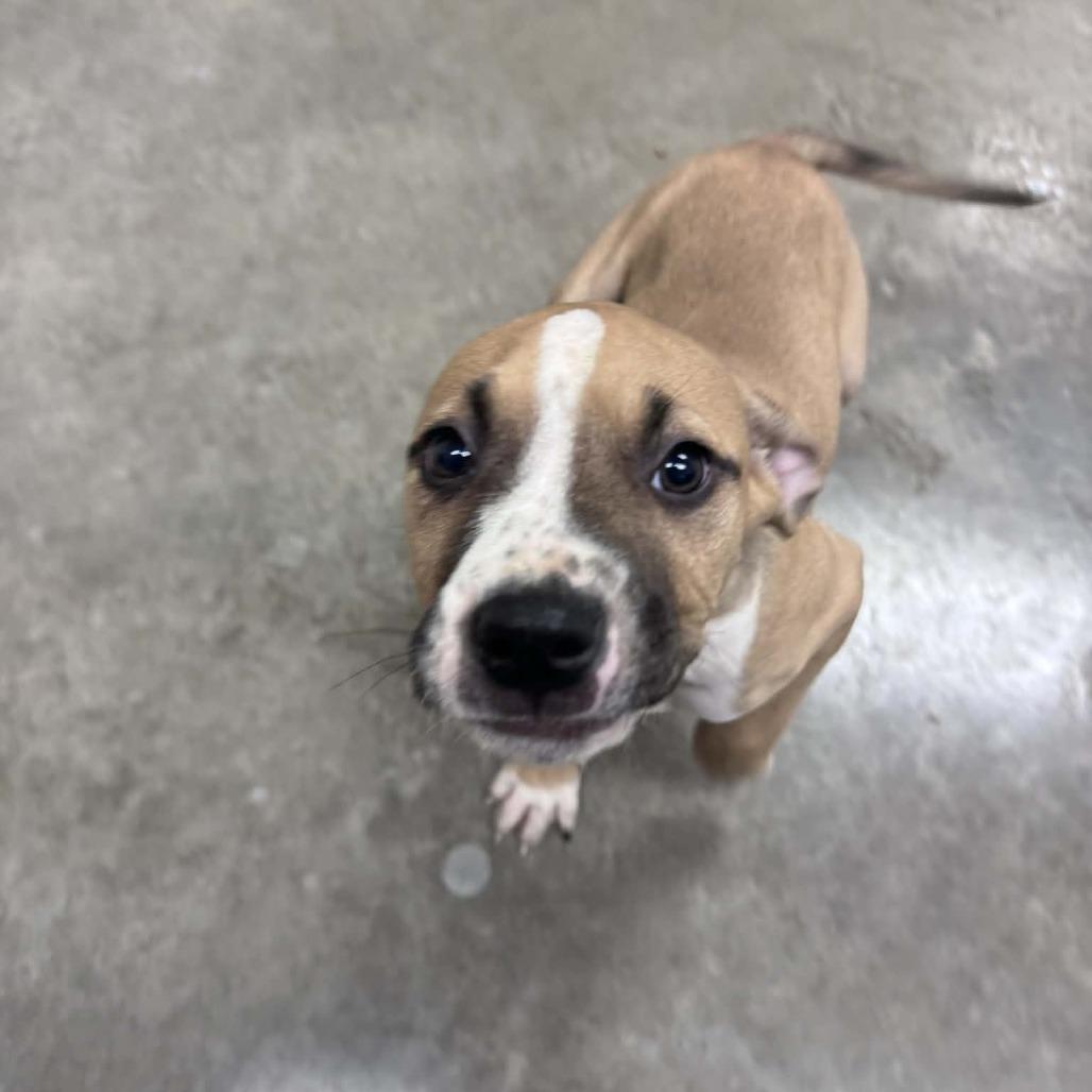 Enlarge Christopher Robin, a Adoptable mixed breed in Manhattan, KS image 3/3