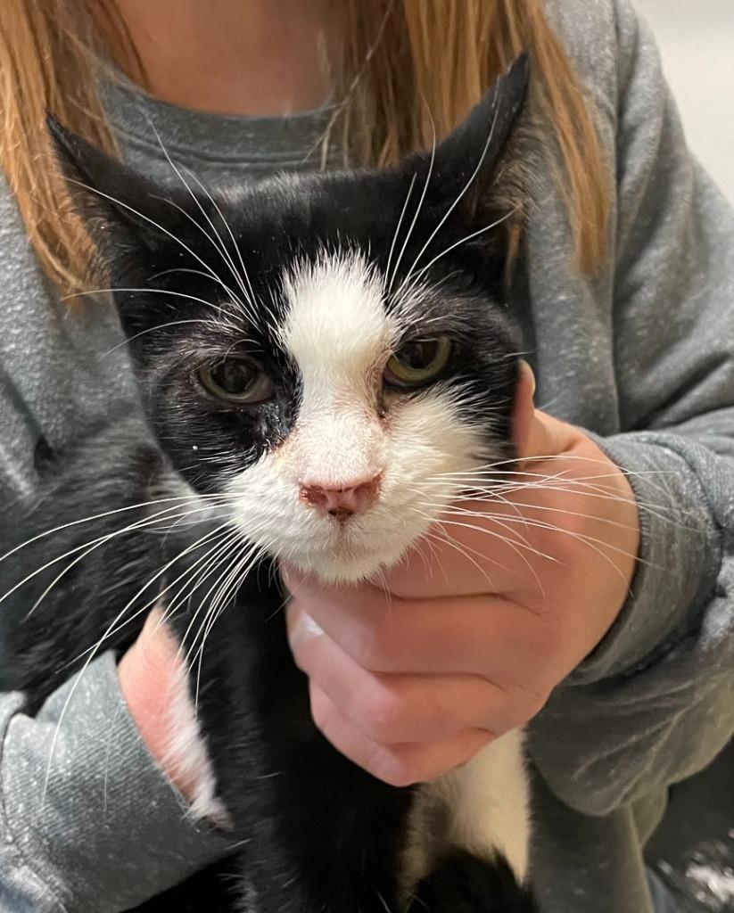 Enlarge Oreo, a Adoptable mixed breed in Hastings, NE image 1/1