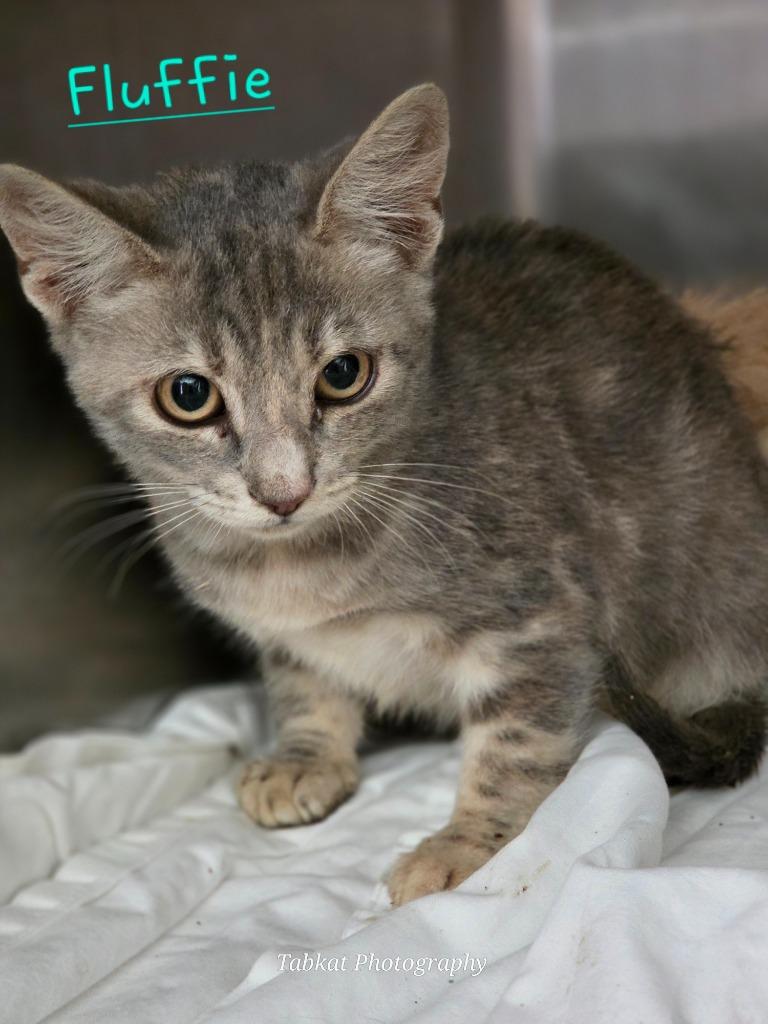 Enlarge Fluffie, a Adopted mixed breed in Cambridge, MD image 1/1
