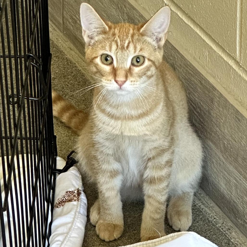 Karmen, Adoptable, Kitten Female Domestic Short Hair.