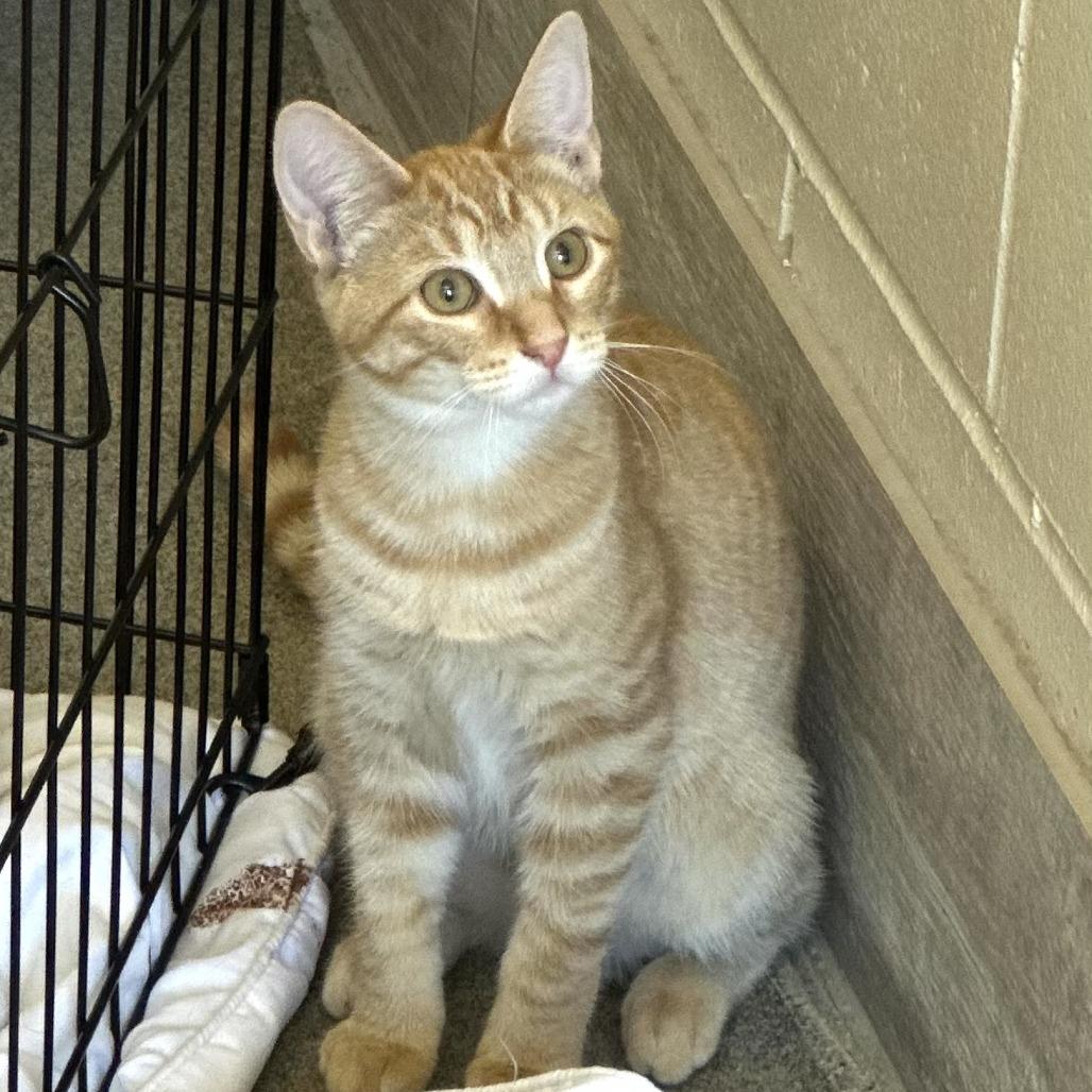 Enlarge Karmen, a Adoptable Domestic Short Hair in Concord, NH image 2/3