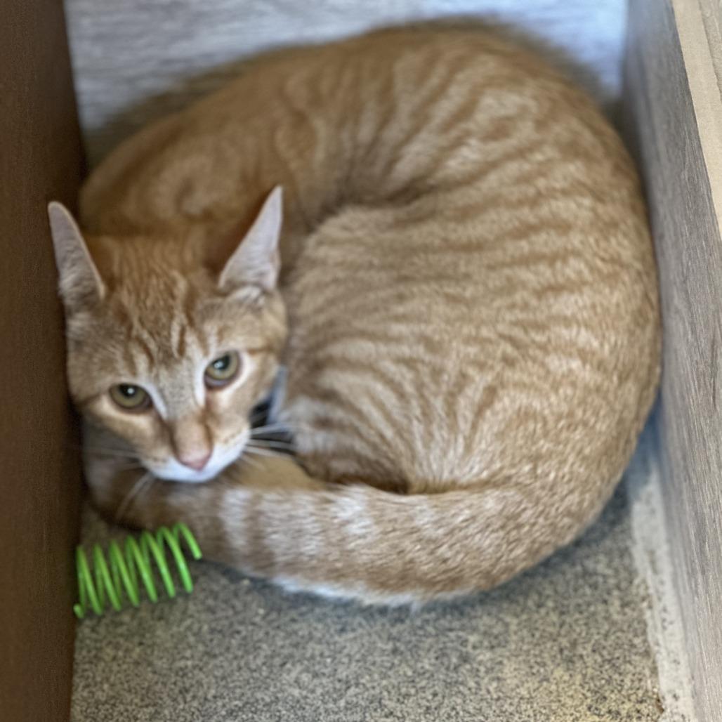 Enlarge Karmen, a Adoptable Domestic Short Hair in Concord, NH image 3/3