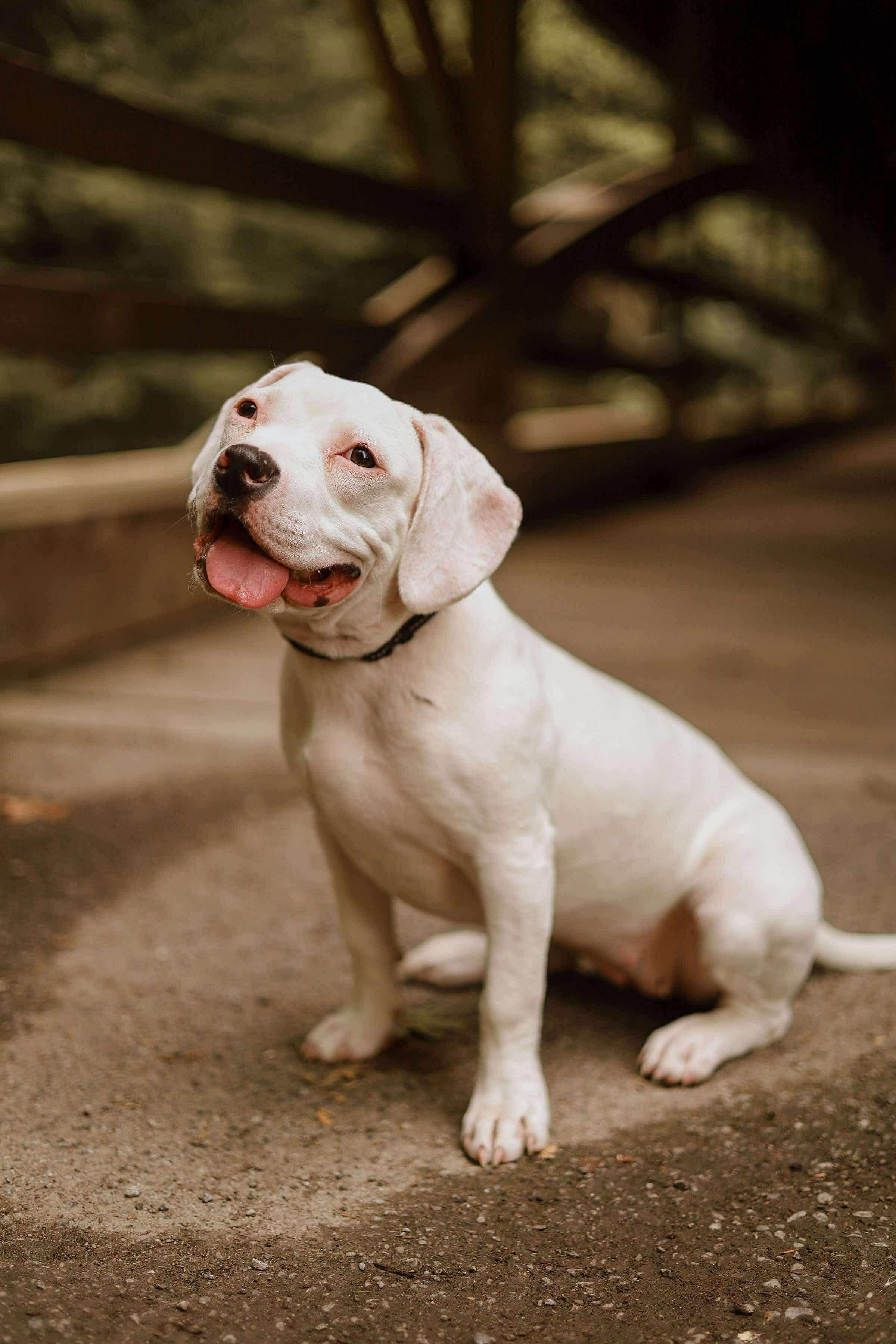 Aurora – the snuggly little boss lady! photo 4