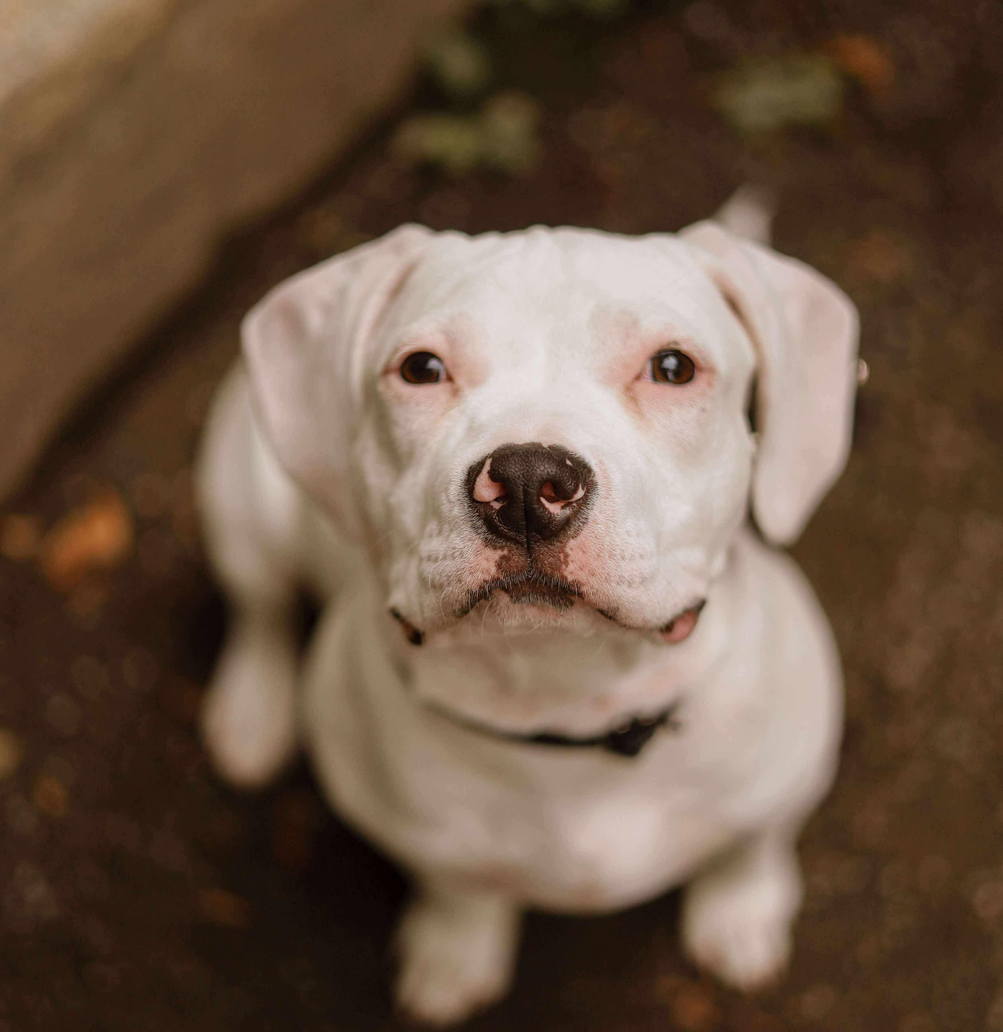 Aurora – the snuggly little boss lady! photo 3