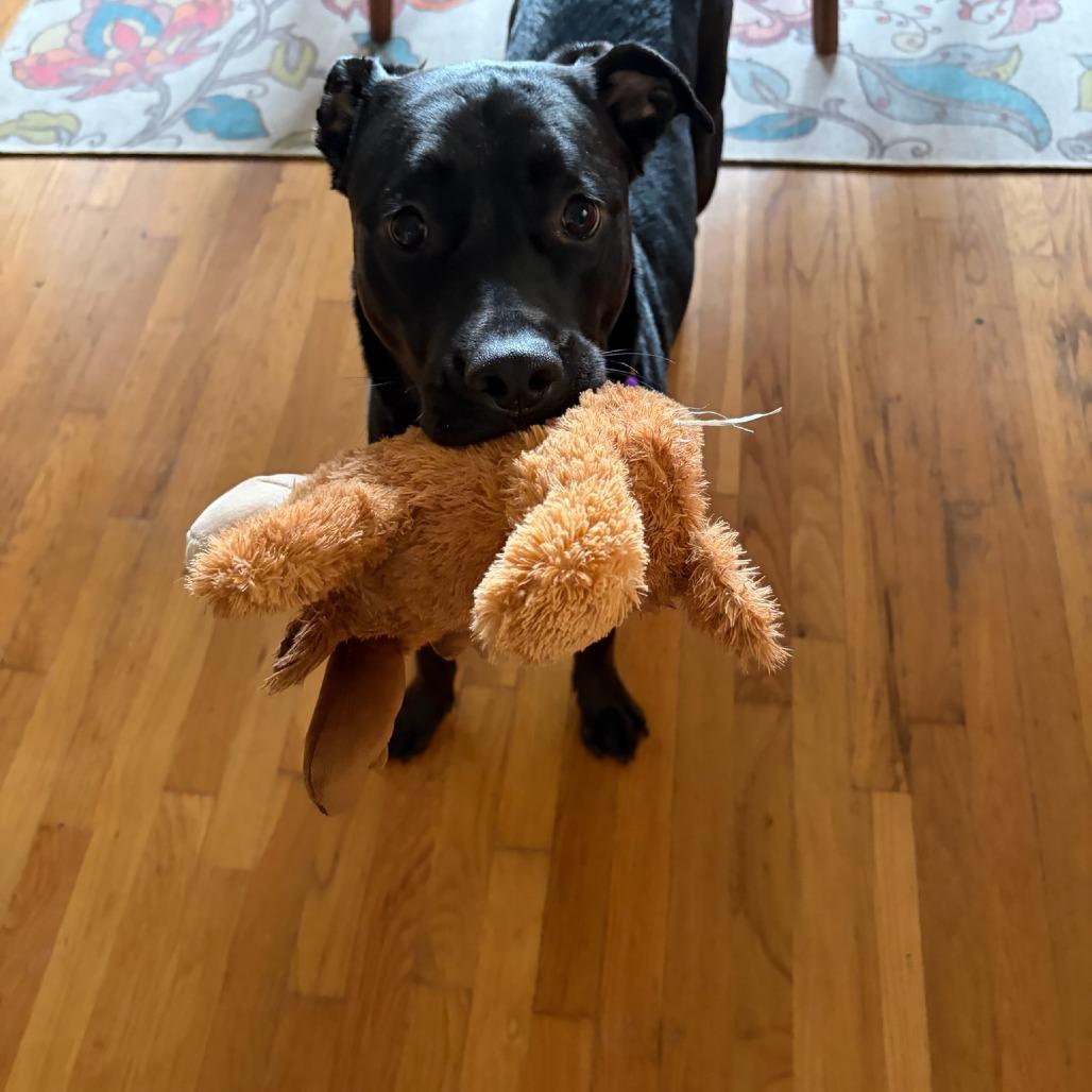 Sookie, Adoptable, Adult Female Mixed Breed.