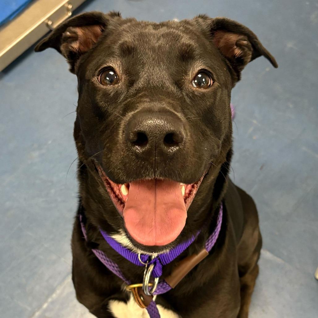 Enlarge Sookie, a Adoptable Mixed Breed in Los Angeles, CA image 2/3