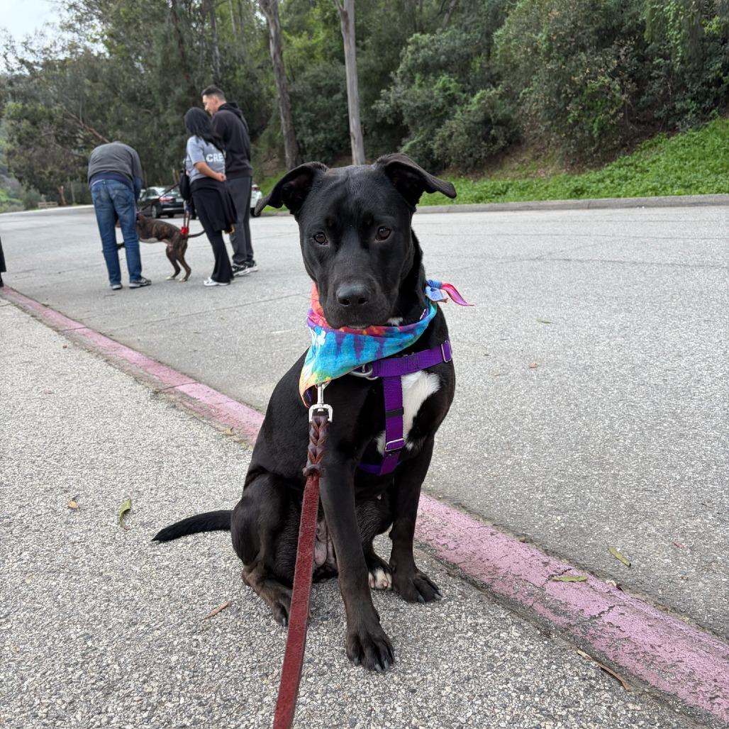 Enlarge Sookie, a Adoptable Mixed Breed in Los Angeles, CA image 4/6