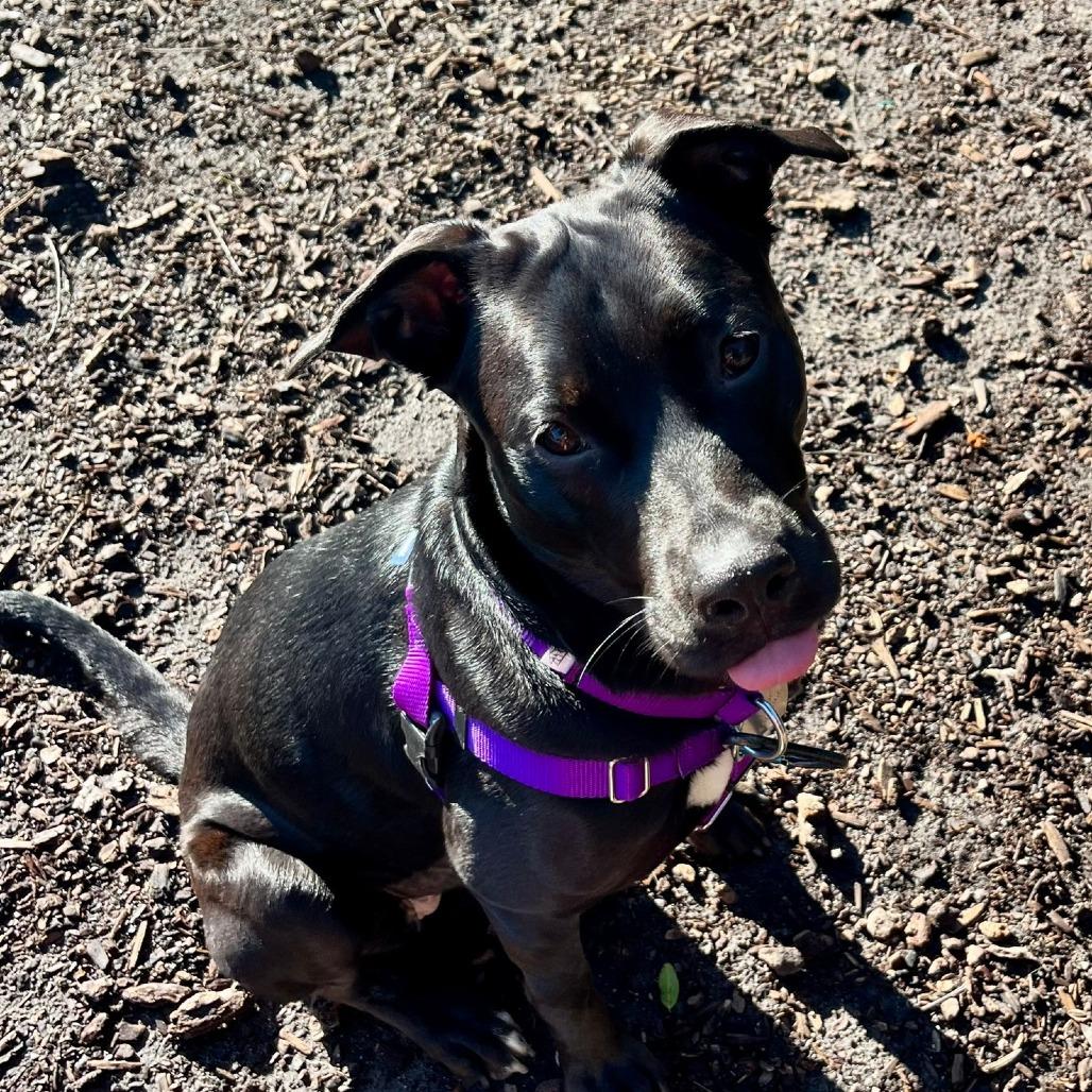 Enlarge Sookie, a Adoptable Mixed Breed in Los Angeles, CA image 5/6