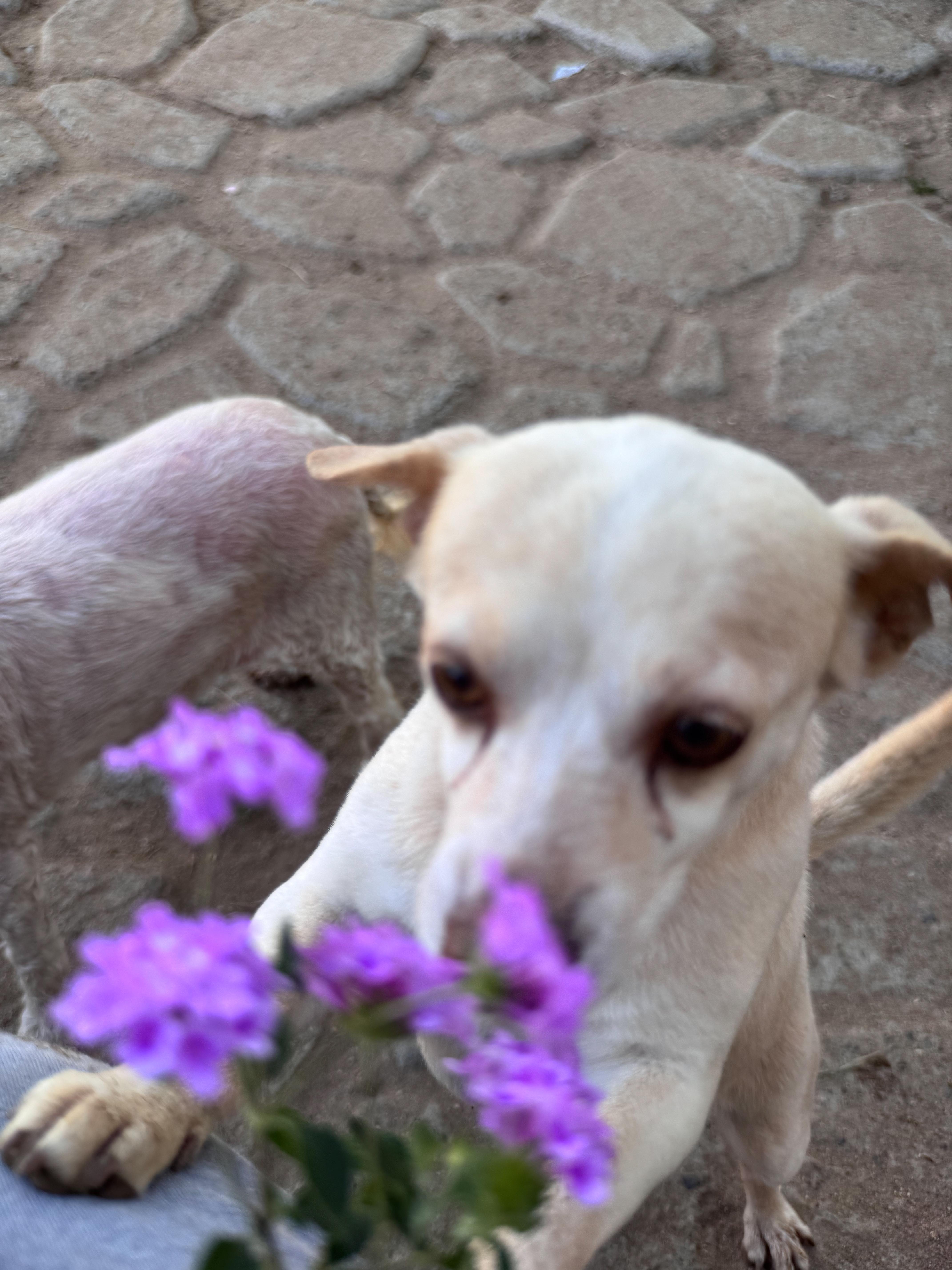 YOSHI, Adoptable, Adult Male Terrier.