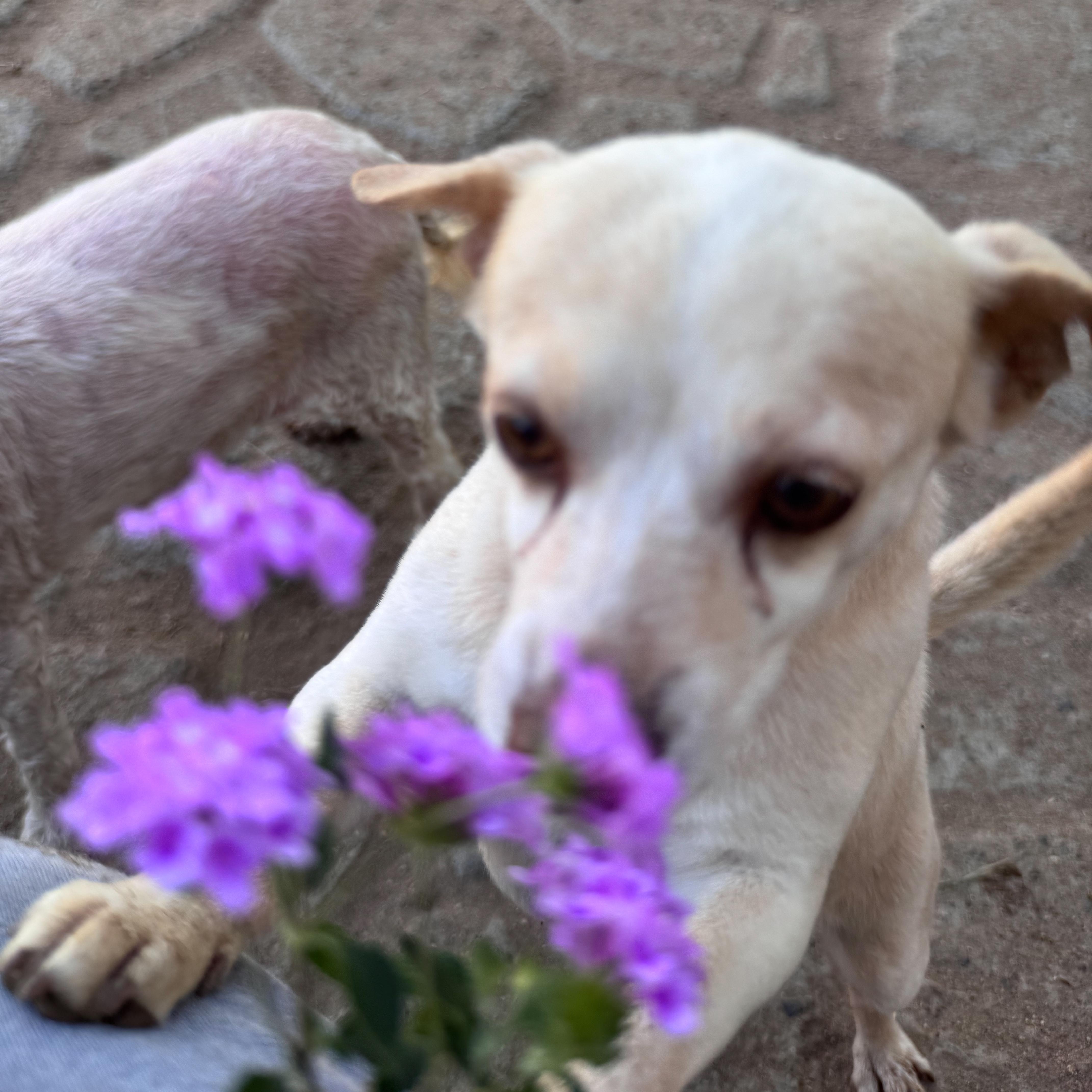 Enlarge YOSHI, an adoptable mixed breed in Fresno, CA image 2/6