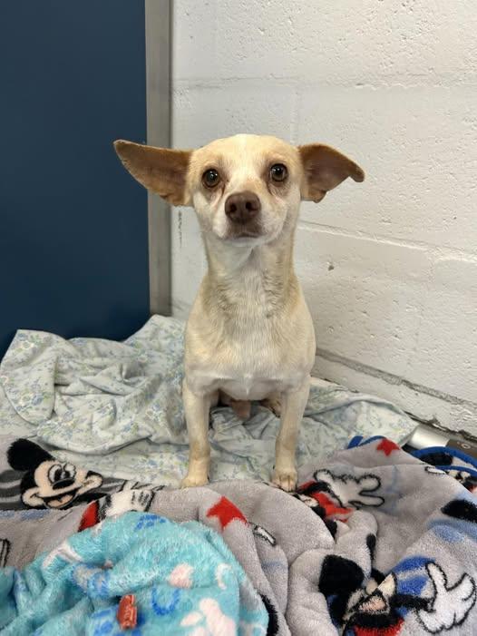 Enlarge YOSHI, a Adoptable mixed breed in Fresno, CA image 3/3