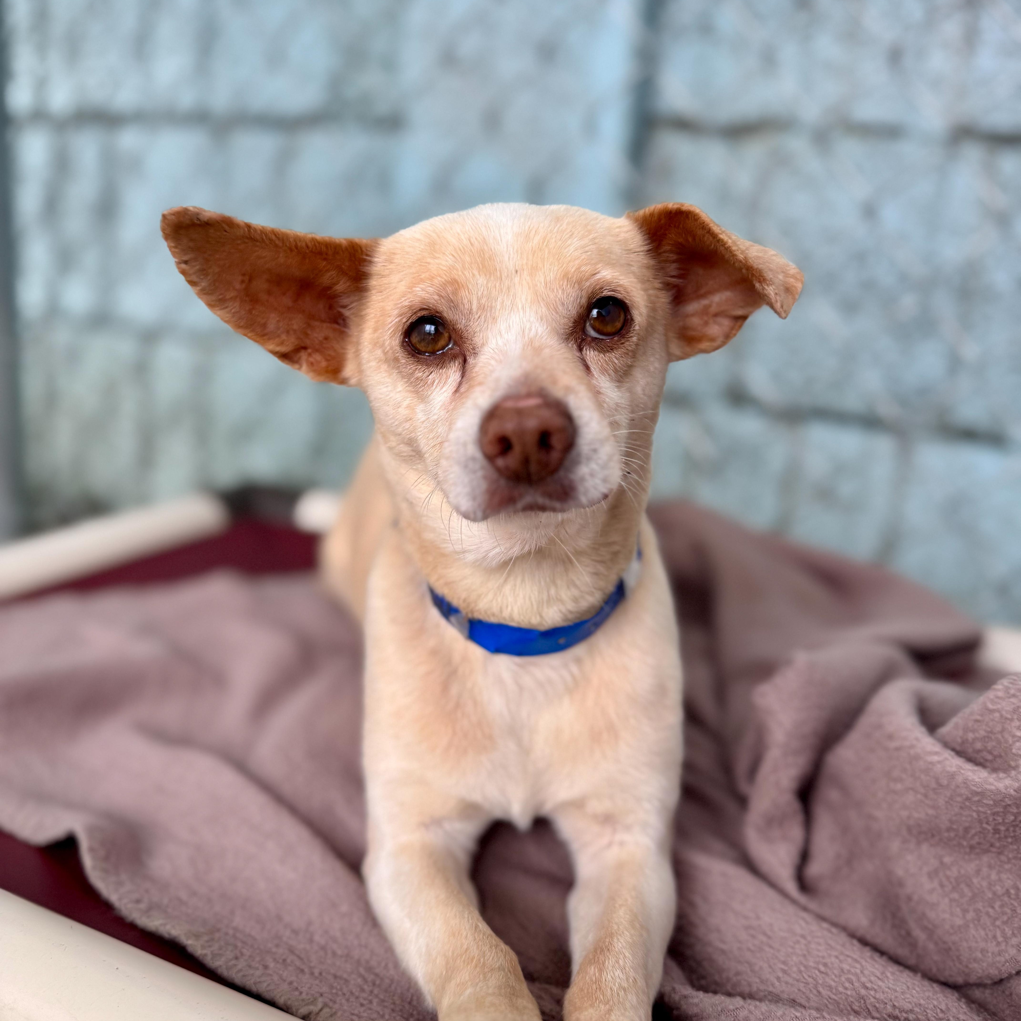 Enlarge YOSHI, an adoptable mixed breed in Fresno, CA image 3/6