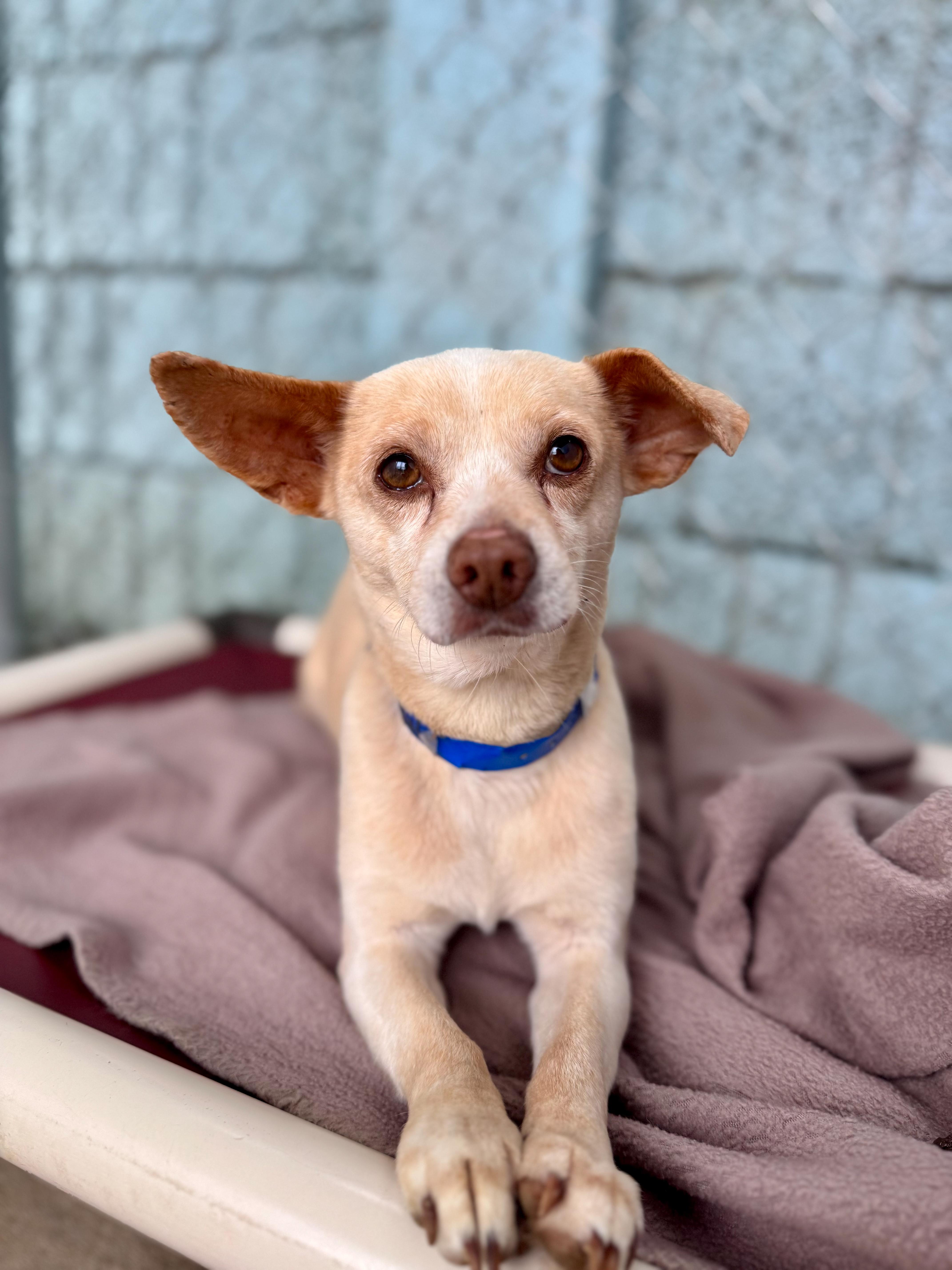 Enlarge YOSHI, a Adoptable mixed breed in Fresno, CA image 2/3