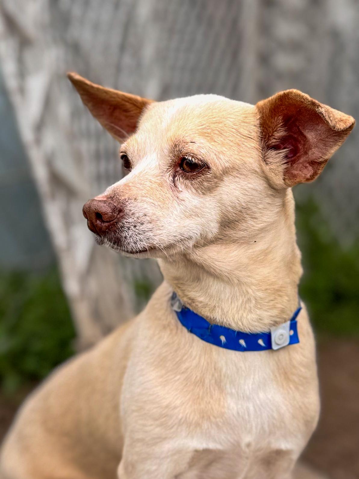 Enlarge YOSHI, an adoptable mixed breed in Fresno, CA image 4/6