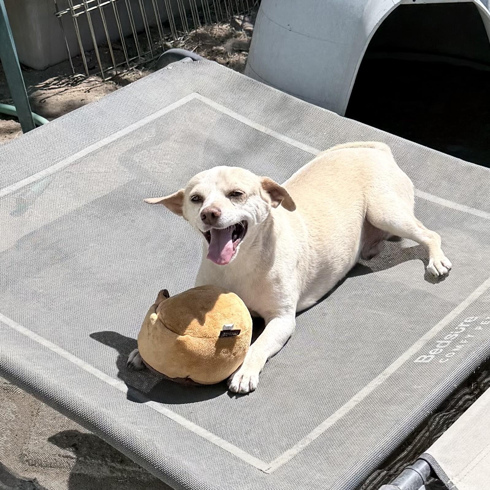 Enlarge YOSHI, an adoptable mixed breed in Fresno, CA image 1/6