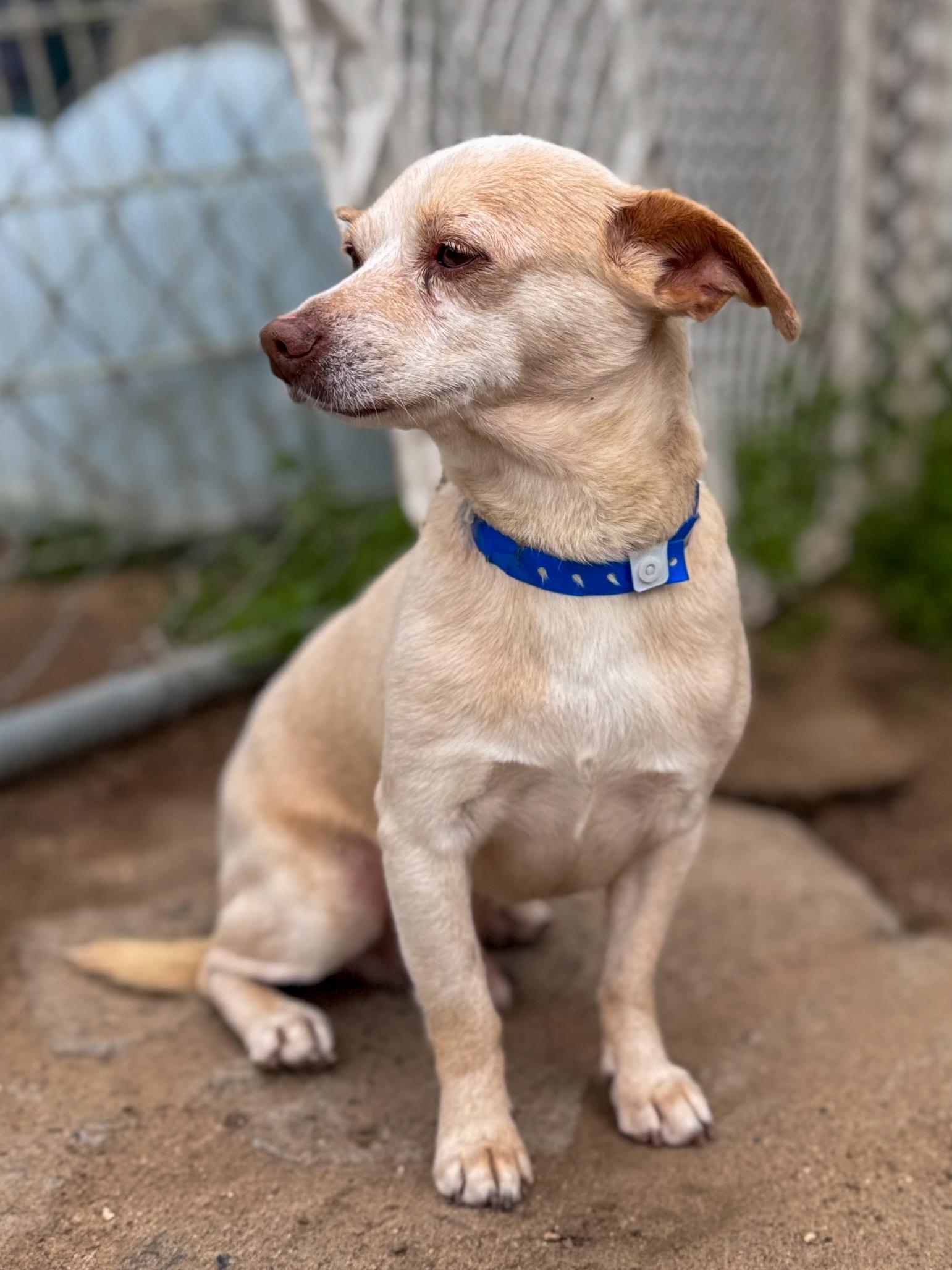 Enlarge YOSHI, an adoptable mixed breed in Fresno, CA image 5/6