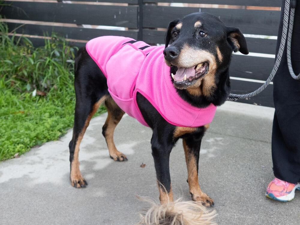 Enlarge Claudia, a Adoptable mixed breed in sylmar, CA image 1/4