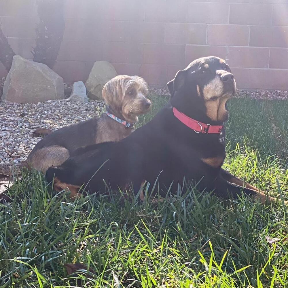 Enlarge Claudia, a Adoptable mixed breed in sylmar, CA image 2/4