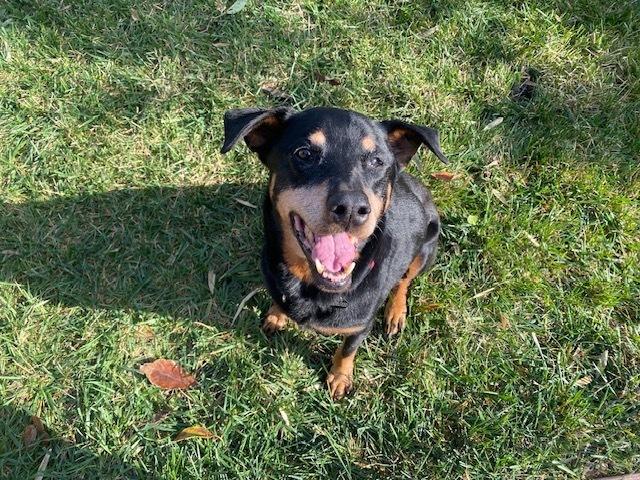 Enlarge Claudia, a Adoptable mixed breed in sylmar, CA image 3/4