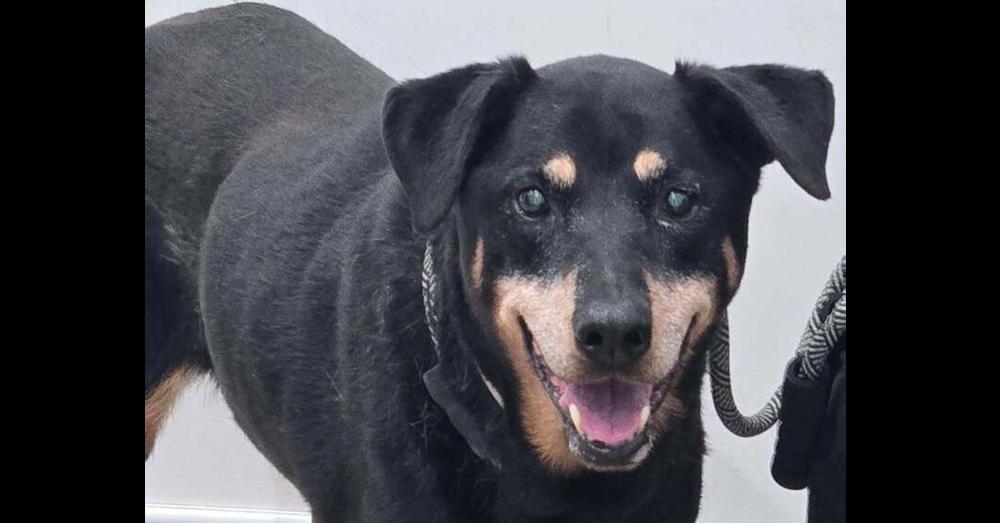 Enlarge Claudia, a Adoptable mixed breed in sylmar, CA image 4/4