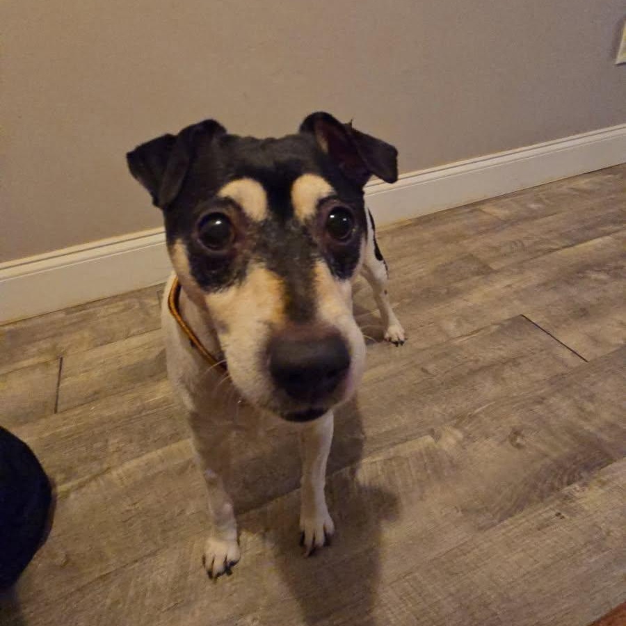 Enlarge Tucker, an adopted Jack Russell Terrier in Maryville, TN image 2/3
