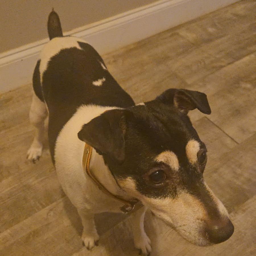 Tucker, adopted, Adult Male Jack Russell Terrier.