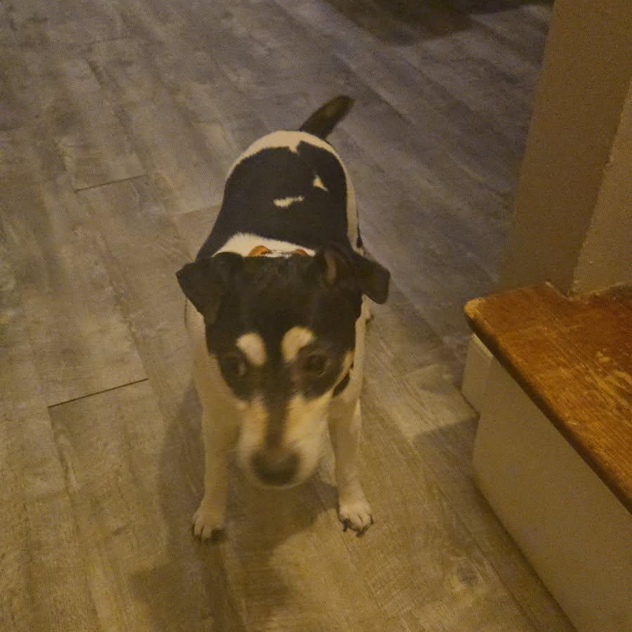 Enlarge Tucker, an adopted Jack Russell Terrier in Maryville, TN image 3/3
