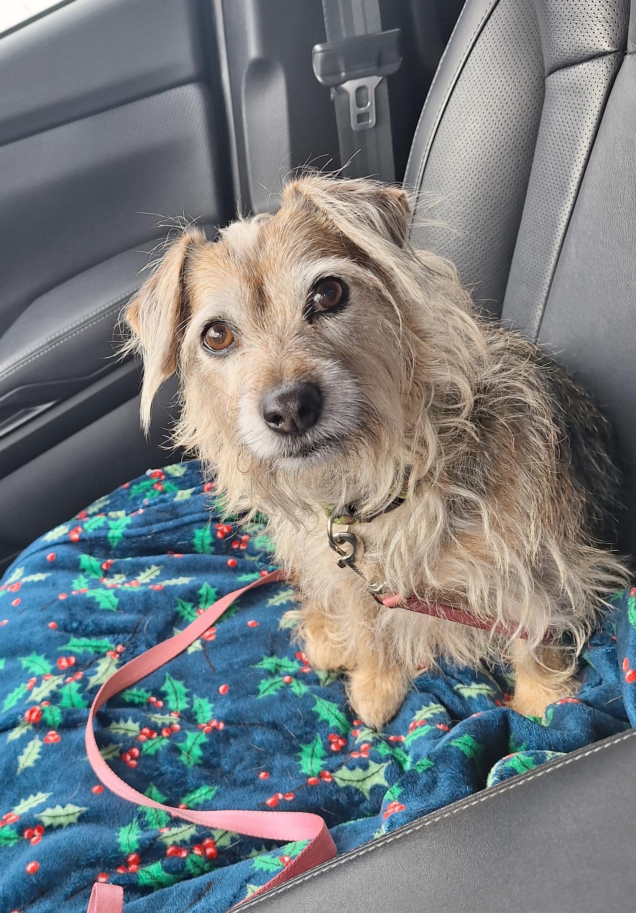 Gracie Mai, adopted, Adult Female Yorkshire Terrier & Dachshund (Long Haired).