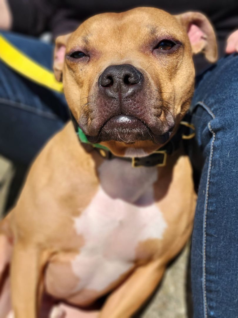 Enlarge Java, a Adoptable mixed breed in San Francisco, CA image 2/10